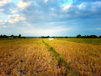 Scenic view of field against cloudy sky