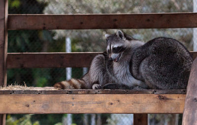 Playing raccoon praccoonpair on a porch in southern florida