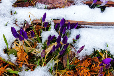 High angle view of purple crocus plants during winter