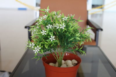 Close-up of potted plant on table