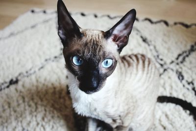 Cornish rex cat 