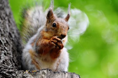 Close-up of squirrel