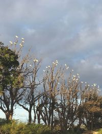 Low angle view of trees against sky