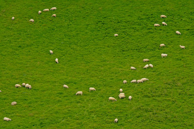 Flock of sheep grazing in grassy field