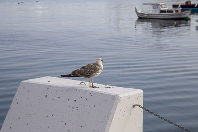 Seagull perching on wooden post in sea