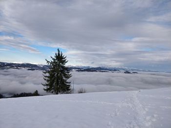 Pine trees on snow covered land against sky