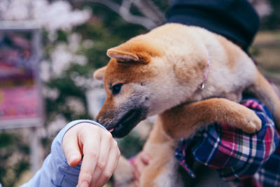 Close-up of dog smelling hand