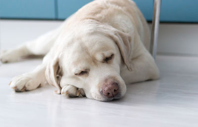 Labrador retriever portrait. the dog lies on the kitchen floor