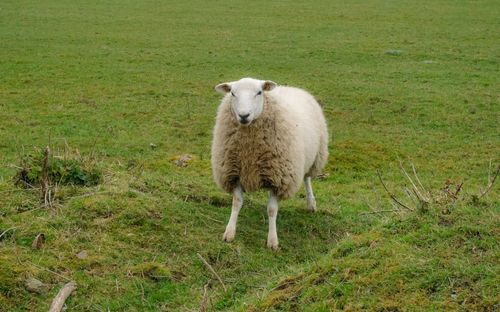 Sheep standing in a field