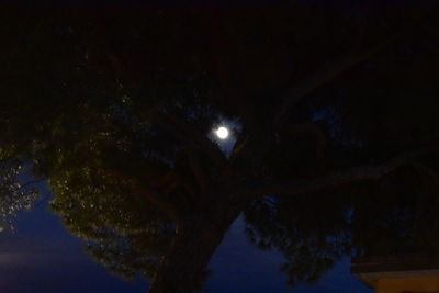 Low angle view of trees against sky at night