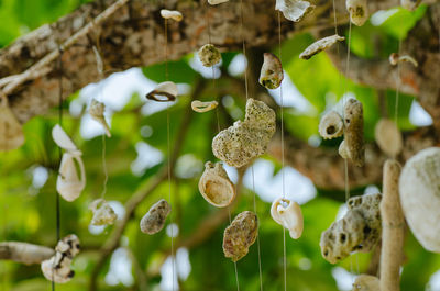 Close-up of fresh green plants