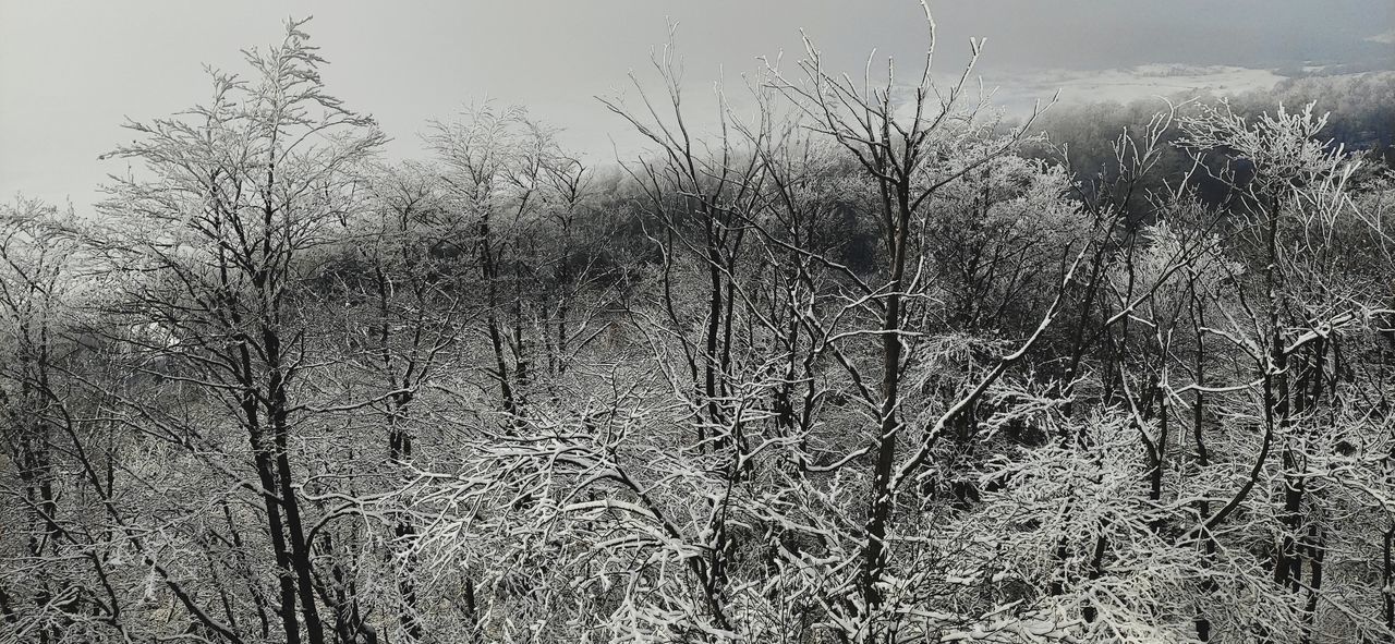 VIEW OF BARE TREES IN WINTER