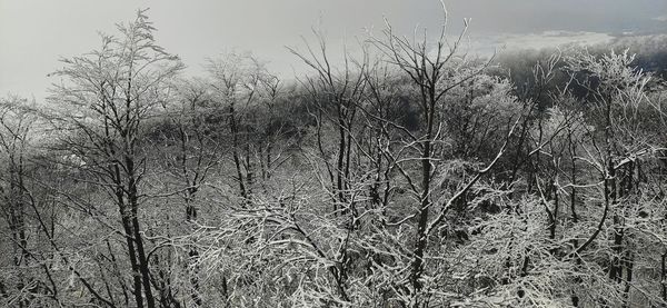 Bare trees on snow covered land