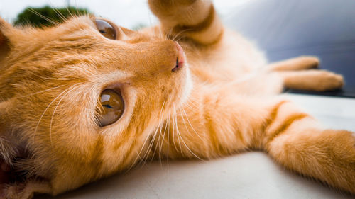 Close-up of ginger cat