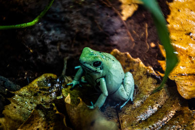 Close-up of frog on rock