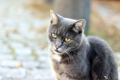 Close-up portrait of a cat