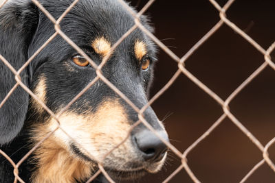 Close-up of dog seen through chainlink fence