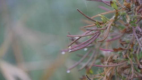 Close-up of wet plant