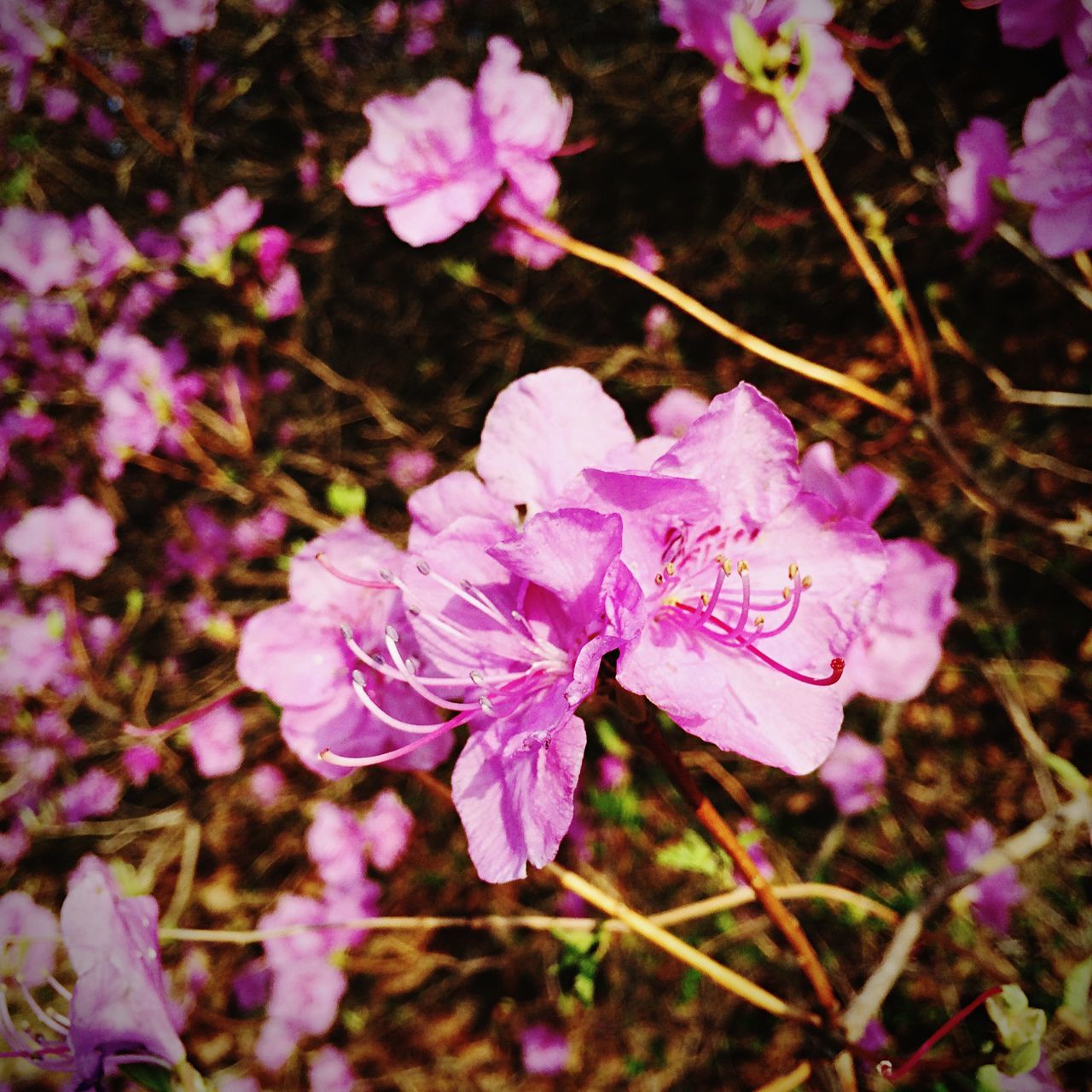 flower, freshness, fragility, petal, growth, beauty in nature, purple, flower head, pink color, blooming, nature, close-up, focus on foreground, plant, in bloom, outdoors, day, high angle view, no people, field