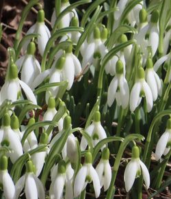 Close-up of white flowering plants