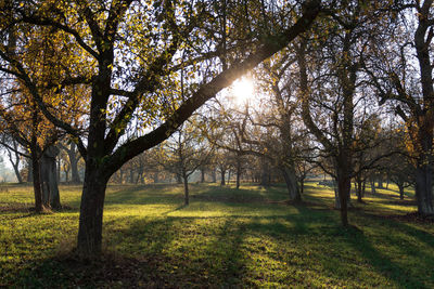 Trees on grassy field