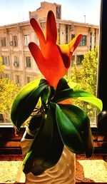 Close-up of sculpture on plant by window