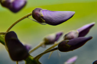 Close-up of purple flower buds