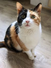pet