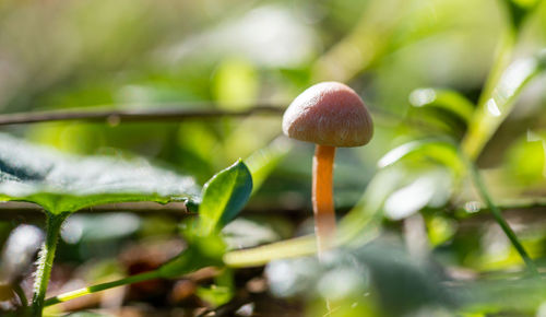 Close-up of mushrooms growing on land