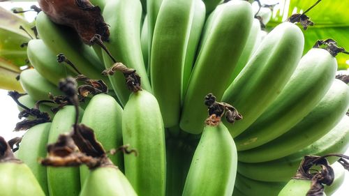 Close-up of banana on tree