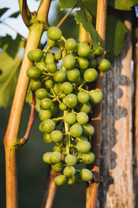 Close-up of grapes growing in vineyard