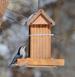 Close-up of bird perching on wooden post