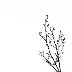 Low angle view of trees against clear sky