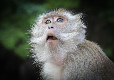 Close-up portrait of monkey