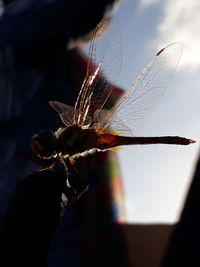 Close-up of dragonfly on plant