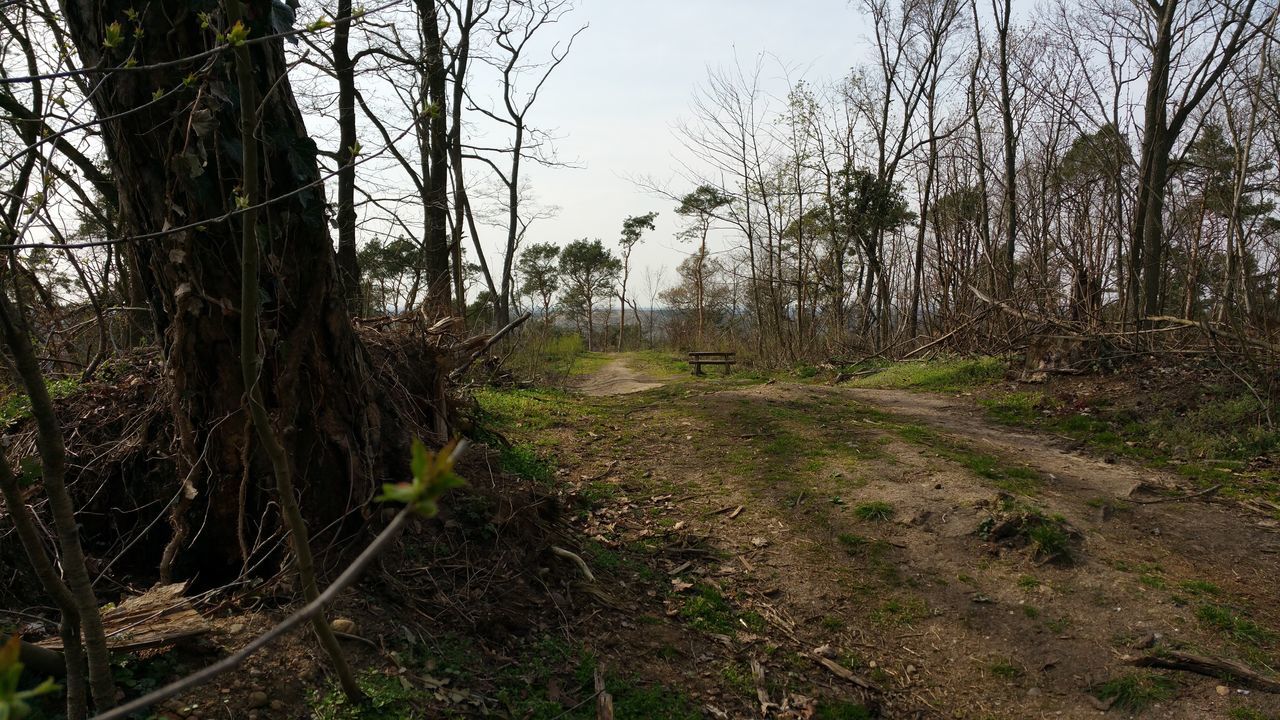 tree, tranquility, tranquil scene, the way forward, landscape, bare tree, nature, forest, growth, clear sky, grass, dirt road, scenics, beauty in nature, non-urban scene, branch, diminishing perspective, field, tree trunk, sky