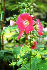 Close-up of hibiscus blooming outdoors