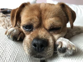 Close-up portrait of a dog resting