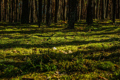 View of trees in forest