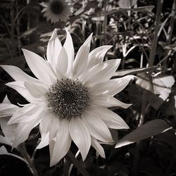 Close-up of flower blooming outdoors