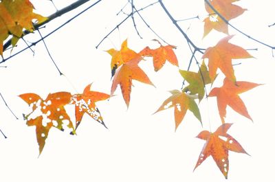 Low angle view of dry maple leaves against clear sky