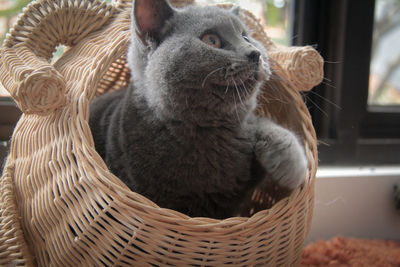 Close-up of a cat in basket