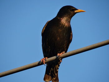 Low angle view of bird perching against clear blue sky