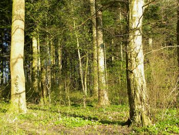 Trees growing in forest