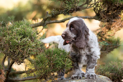 Dog looking away outdoors