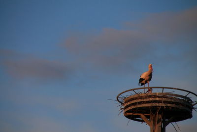 Low angle view of storks in nest against sky