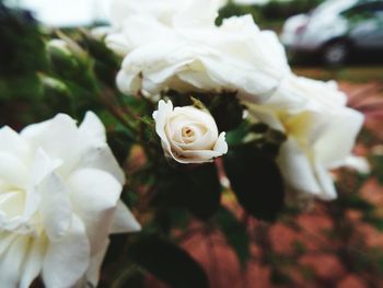 Close-up of white flowers blooming outdoors