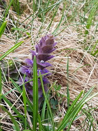 Close-up of thistle blooming on field