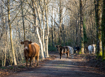 Horses standing in a forest