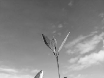 Low angle view of flowering plant against sky